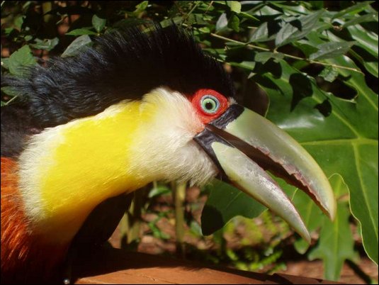 Tucano