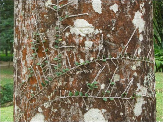 Botanischer Garten, Rio