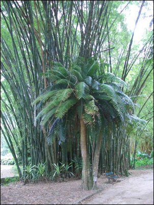 Botanischer Garten, Rio